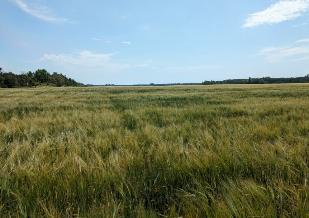 August crop production report indicates increase in projected yields to bolster production despite acreage forecasts lowered