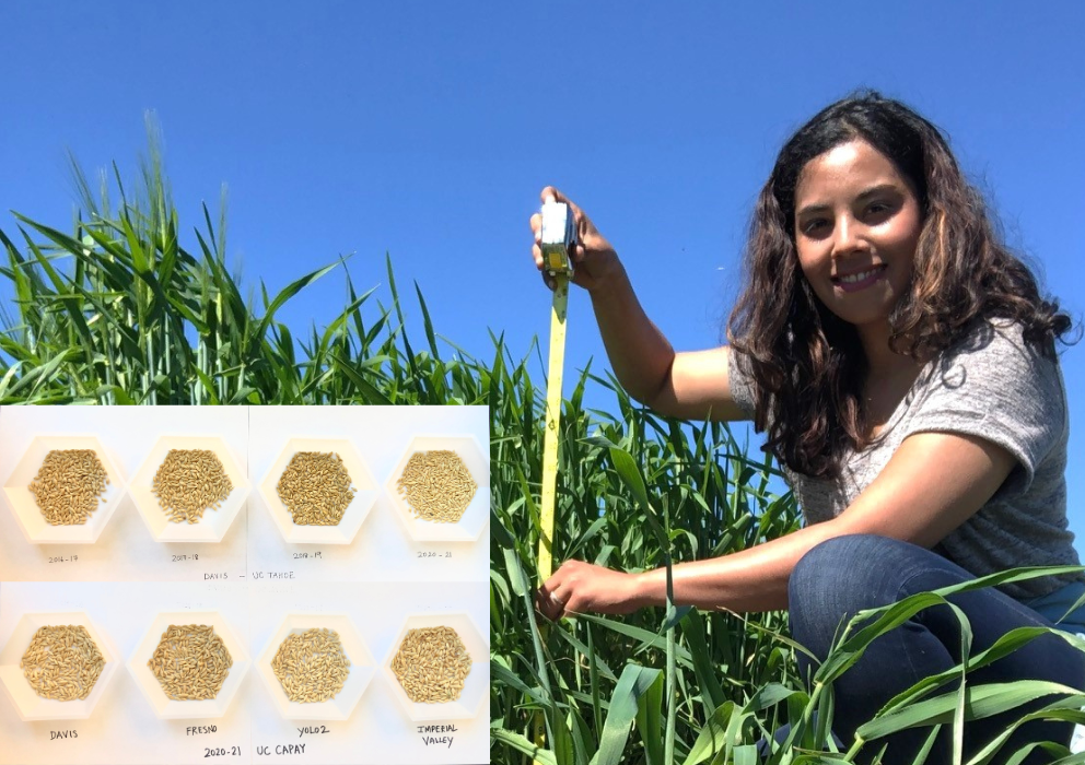 Practical insights from field to malt based on multi-environment trials