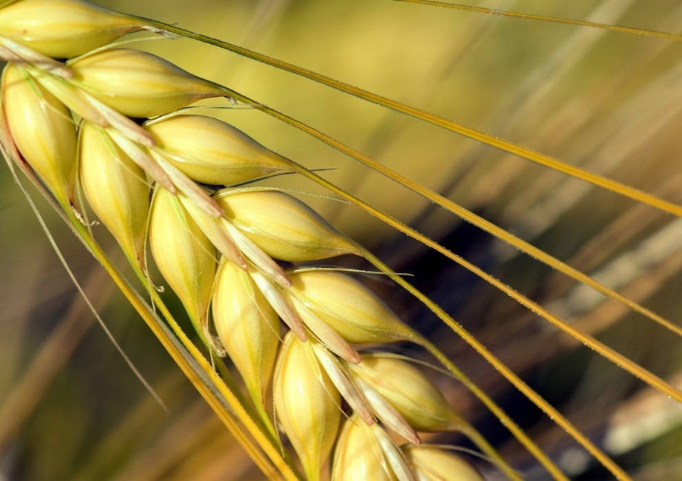 Barley associations seek consultant to explore shared work
