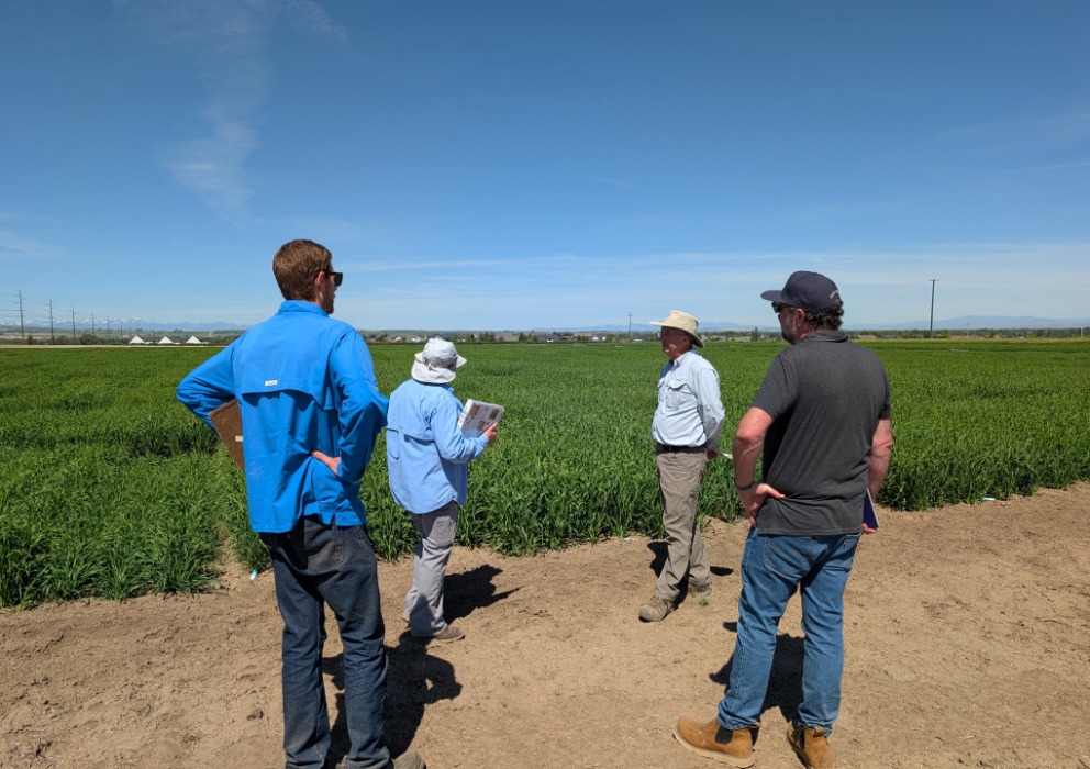 AMBA invests in barley research through their annual grant program