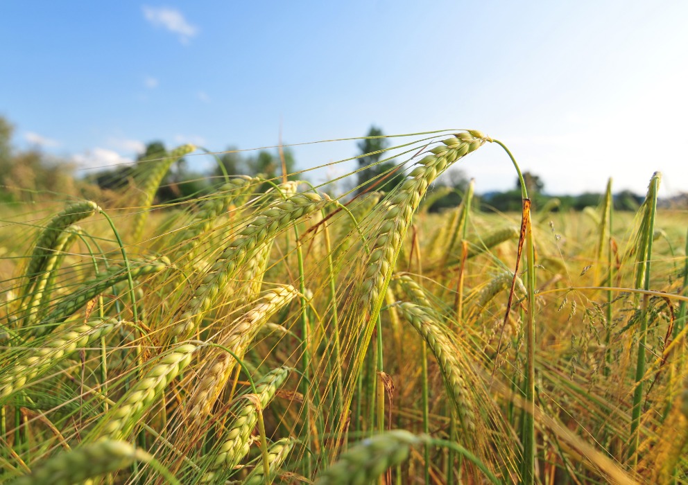 Understanding the challenge of high protein barley: variation in protein composition and the potential for the extended grain fill trait