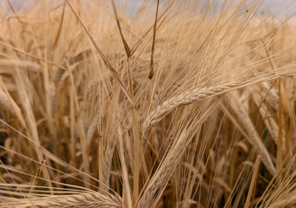 Despite record low barley acreage, August production forecast holding steady with nearly half of the crop rating good to excellent